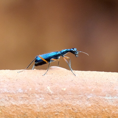 Neocollyris bonellii