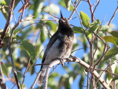Cinnyris fuscus fuscus