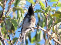 Cinnyris fuscus fuscus