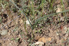 Dipterostemon capitatus