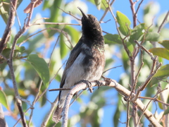 Cinnyris fuscus fuscus