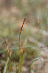 Dipterostemon capitatus