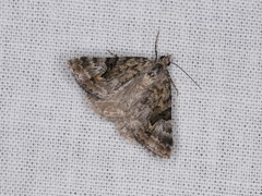 Dichromodes anelictis