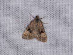 Dichromodes anelictis