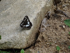 Limenitis doerriesi
