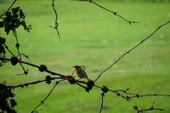 Erithacus rubecula