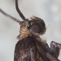 Lampronia fuscatella