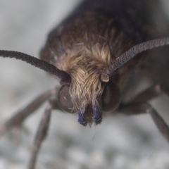 Lampronia fuscatella