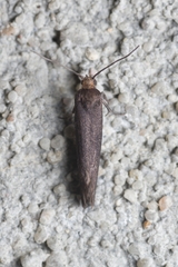 Lampronia fuscatella