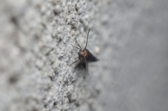 Lampronia fuscatella