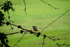 Erithacus rubecula