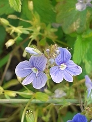 Veronica chamaedrys