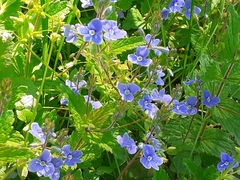 Veronica chamaedrys