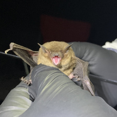 Myotis grisescens