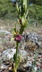 Ophrys sphegodes epirotica