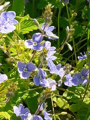 Veronica chamaedrys