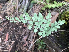 Pellaea cordifolia