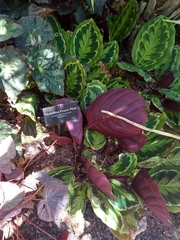 Goeppertia roseopicta