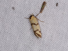 Tanyzancla amphitoxa