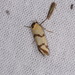 Tanyzancla - Photo (c) Donald Hobern, algunos derechos reservados (CC BY)