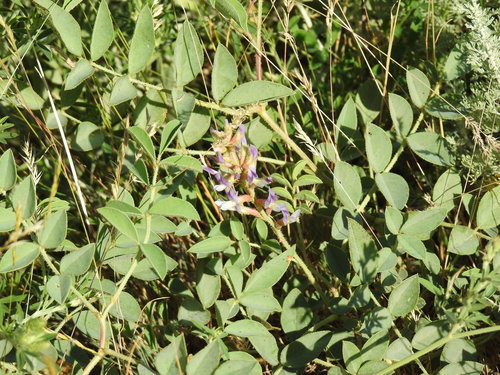Image of Glycyrrhiza Aspera (Glycyrrhiza aspera) by (c) Konstantin Grebennikov, some rights reserved (CC BY)