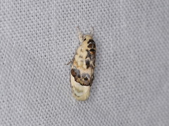 Piloprepes antidoxa