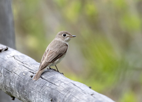 Asian Brown Flycatcher (Muscicapa dauurica), photo 7