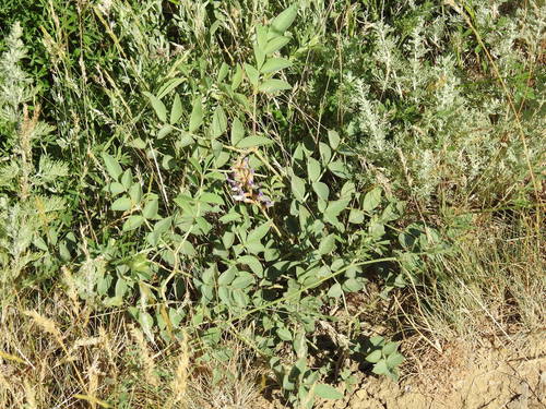 Image of Glycyrrhiza Aspera (Glycyrrhiza aspera) by (c) Konstantin Grebennikov, some rights reserved (CC BY)