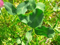 Trifolium pratense