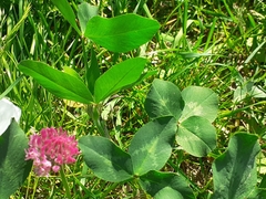 Trifolium pratense