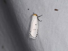 Cryptophasa delocentra