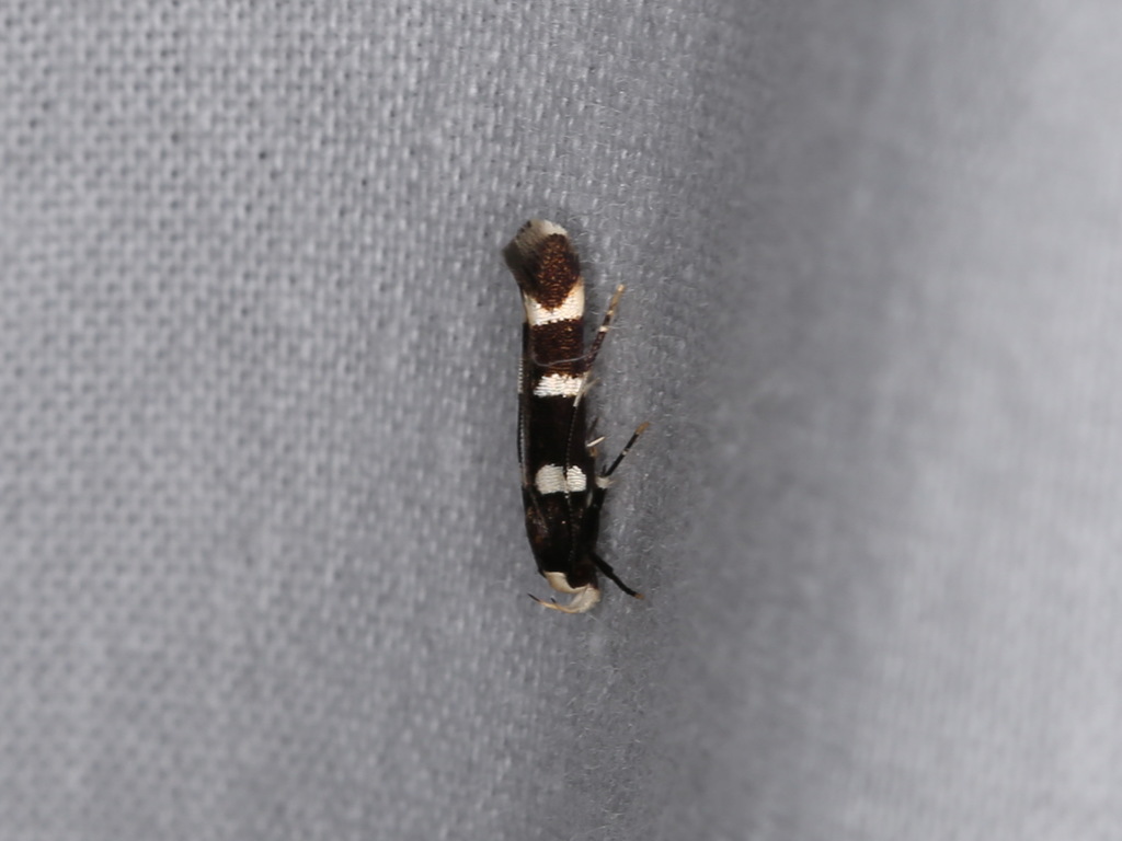 Limnaecia chionospila
