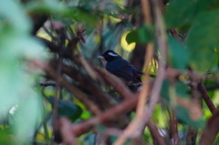 Granatellus venustus