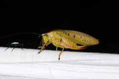 Metholce nigritarsis