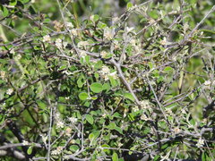 Cotoneaster nummularius