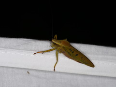 Metholce nigritarsis