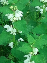 Lamium album