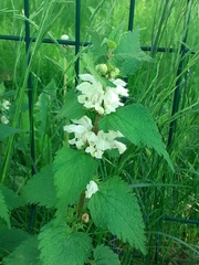 Lamium album