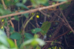 Granatellus venustus