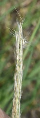 Bothriochloa longipaniculata