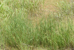 Bothriochloa longipaniculata