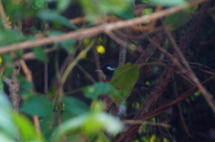 Granatellus venustus