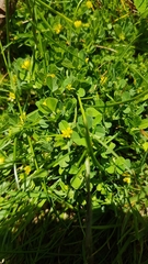 Trifolium dubium