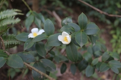 Camellia oleifera