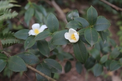 Camellia oleifera