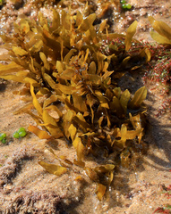 Sargassum elegans