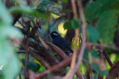 Granatellus venustus