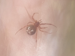 Parasteatoda lunata