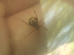 Parasteatoda lunata