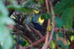 Granatellus venustus